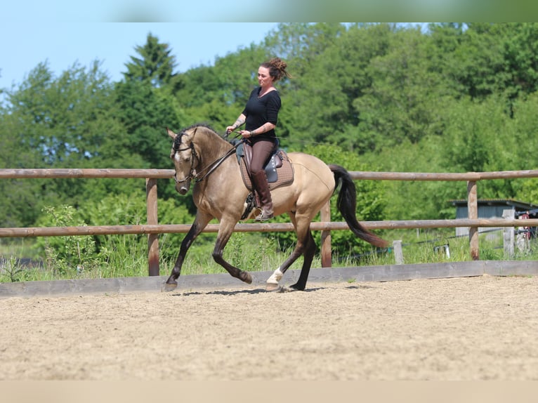 Lusitanos Wallach 6 Jahre 162 cm Buckskin in Postfeld