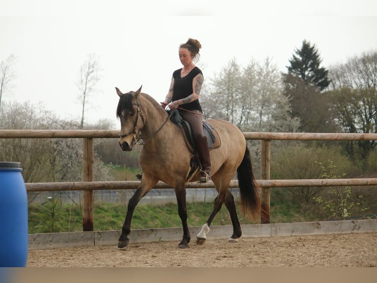 Lusitanos Wallach 6 Jahre 162 cm Buckskin in Postfeld