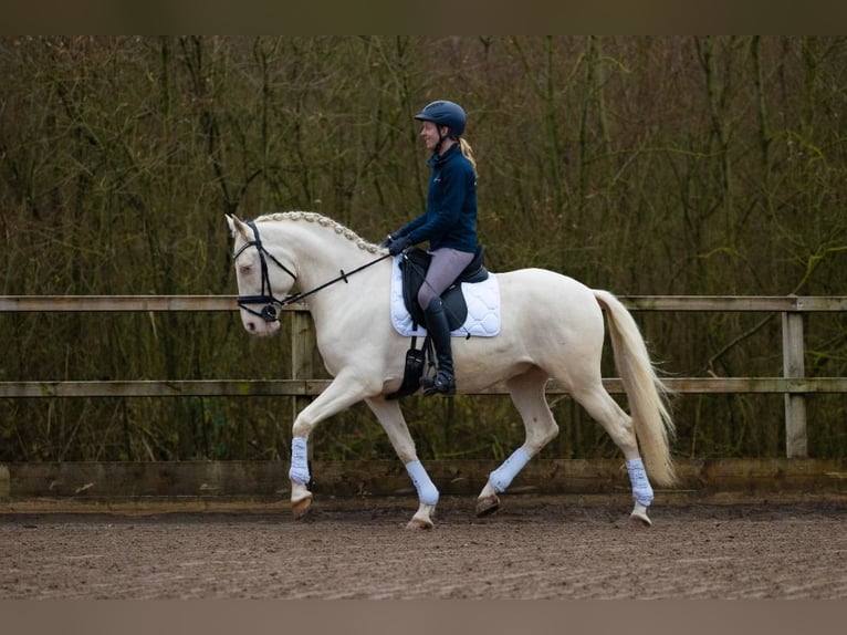 Lusitanos Mix Wallach 6 Jahre 162 cm Cremello in Nederhorst den Berg