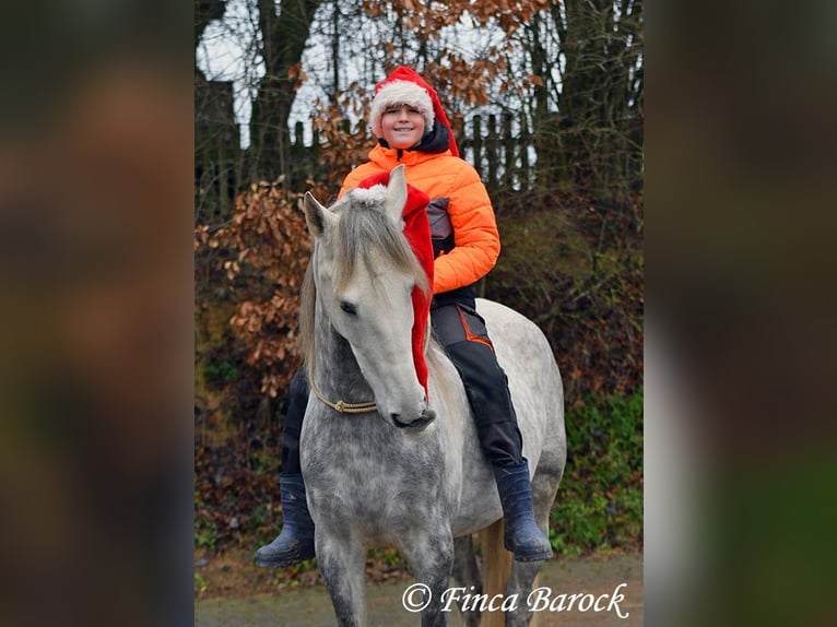 Lusitanos Wallach 6 Jahre 162 cm Schimmel in Wiebelsheim