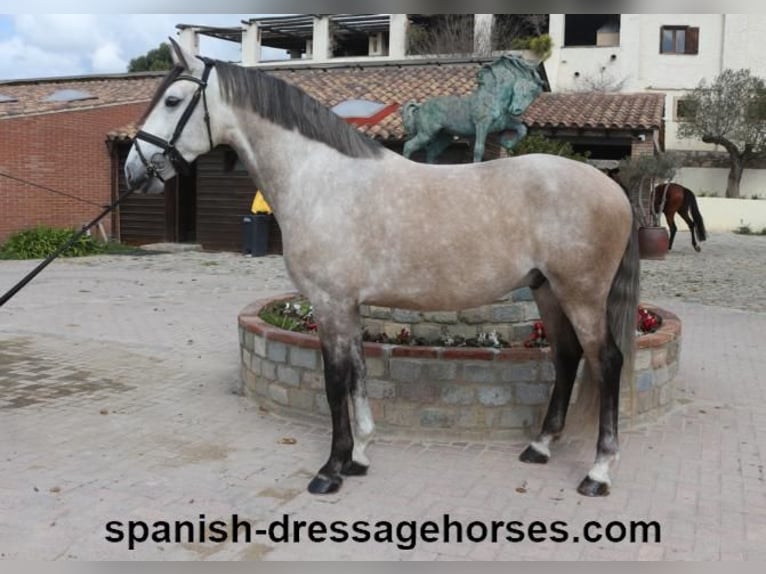 Lusitanos Wallach 6 Jahre 162 cm Schimmel in Barcelona