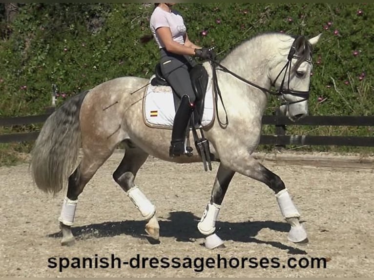 Lusitanos Wallach 6 Jahre 162 cm Schimmel in Barcelona