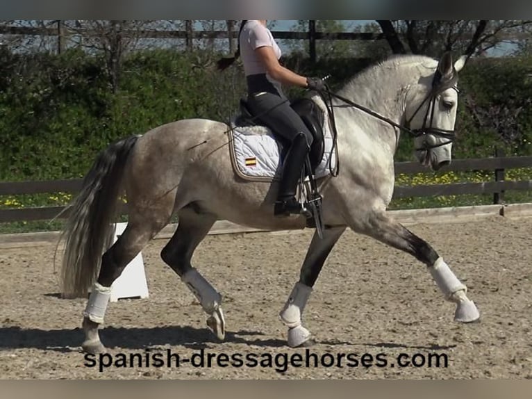 Lusitanos Wallach 6 Jahre 162 cm Schimmel in Barcelona
