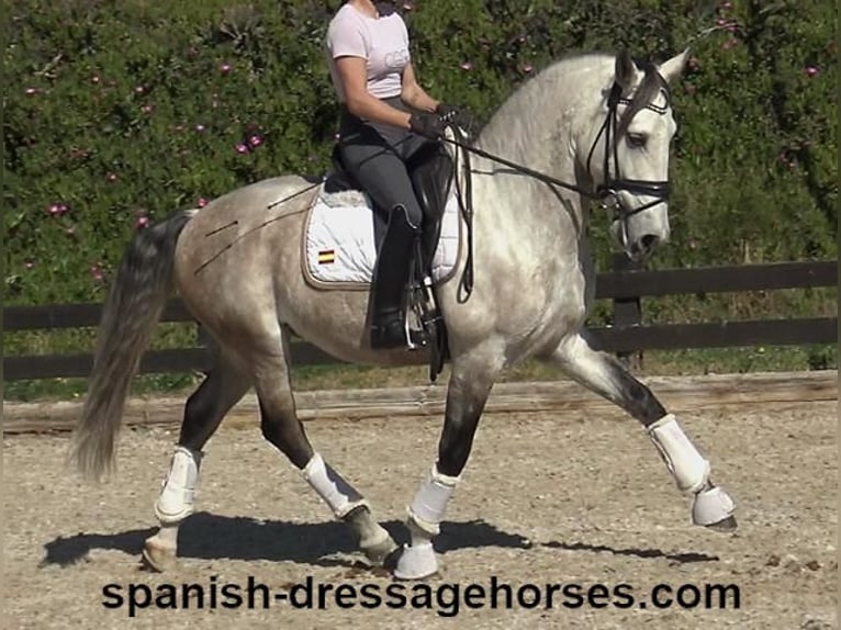 Lusitanos Wallach 6 Jahre 162 cm Schimmel in Barcelona