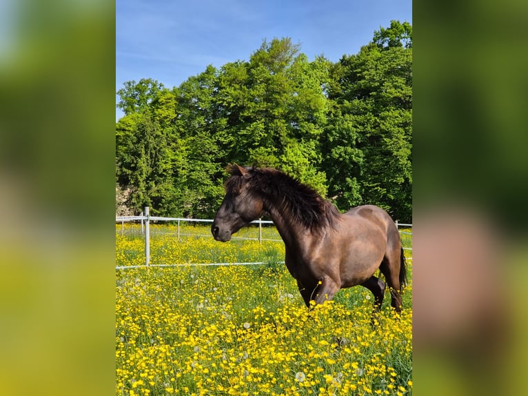 Lusitanos Wallach 6 Jahre 162 cm Schwarzbrauner in Amlikon-Bissegg
