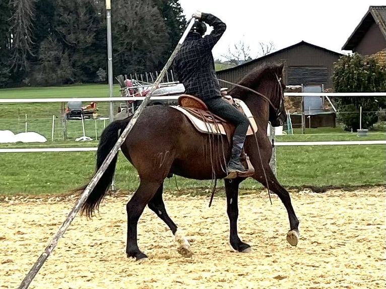 Lusitanos Wallach 6 Jahre 162 cm Schwarzbrauner in Amlikon-Bissegg