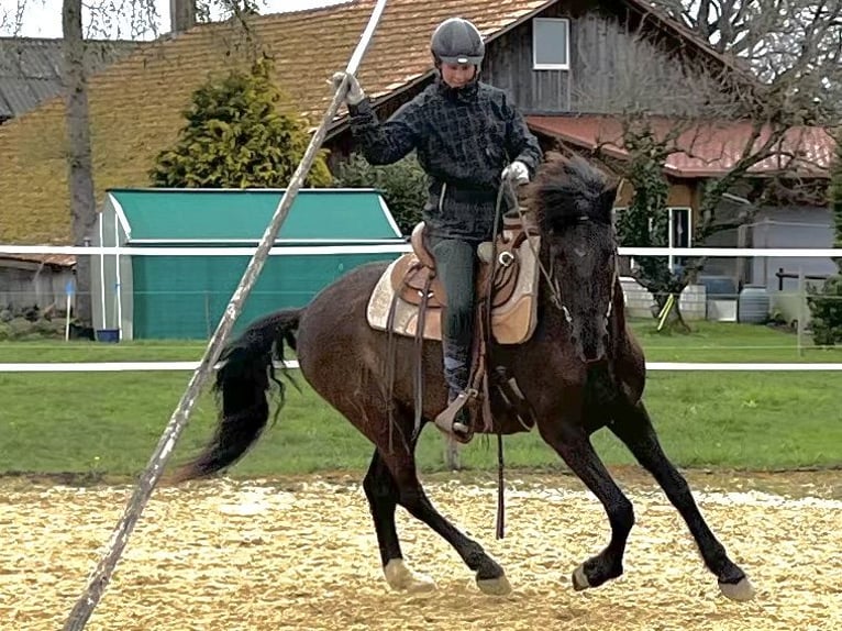 Lusitanos Wallach 6 Jahre 162 cm Schwarzbrauner in Amlikon-Bissegg