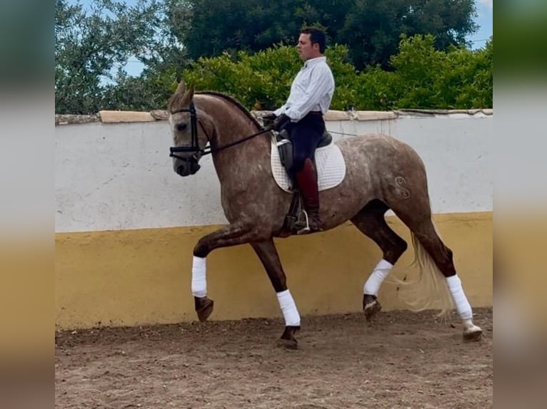 Lusitanos Wallach 6 Jahre 163 cm Apfelschimmel in Martfeld