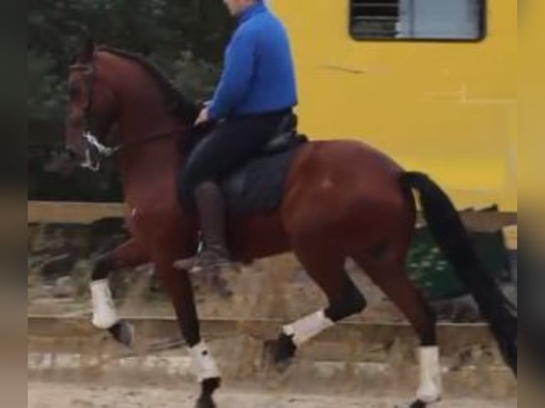 Lusitanos Mix Wallach 6 Jahre 163 cm Rotbrauner in GIJON