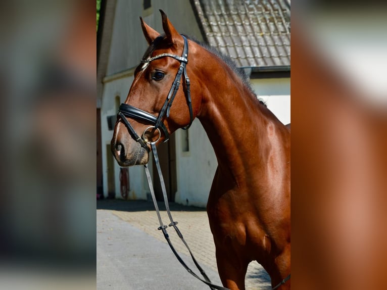 Lusitanos Wallach 6 Jahre 164 cm Brauner in Großefehn Ostgroßefehn