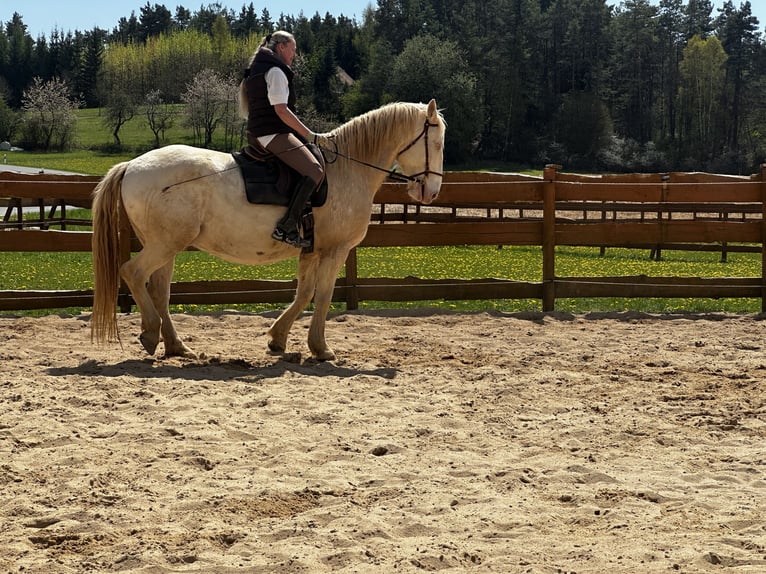 Lusitanos Wallach 6 Jahre 164 cm Cremello in Gößweinstein