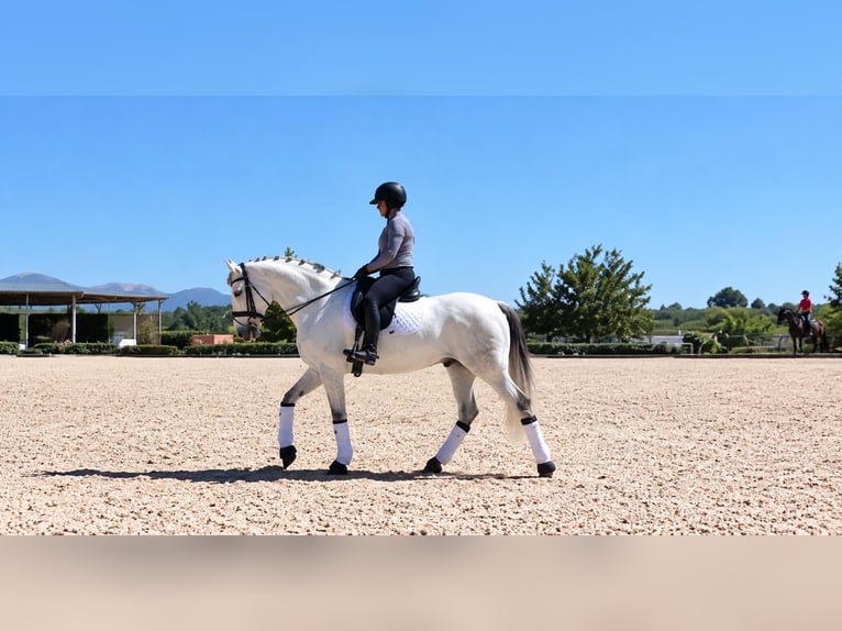 Lusitanos Wallach 6 Jahre 164 cm Schimmel in Poeldijk