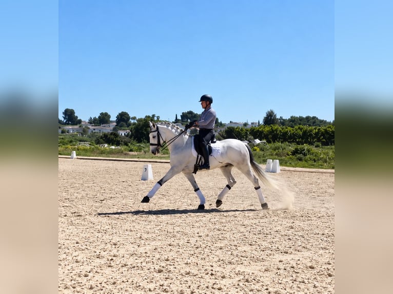 Lusitanos Wallach 6 Jahre 164 cm Schimmel in Poeldijk