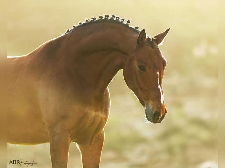Lusitanos Mix Wallach 6 Jahre 165 cm Brauner in Ermelo