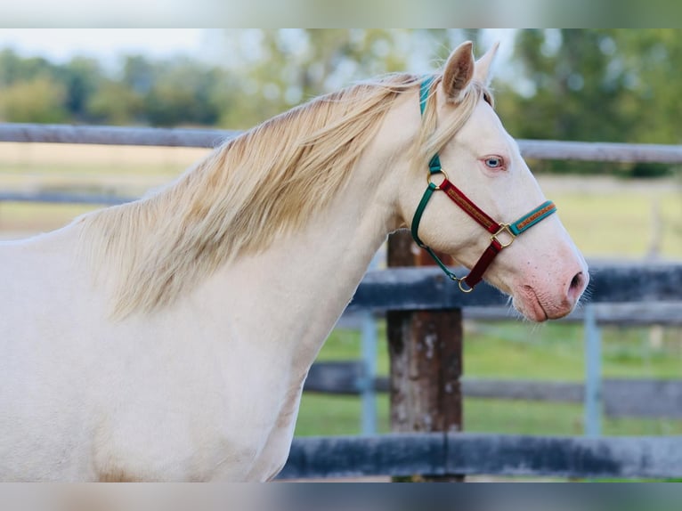 Lusitanos Mix Wallach 6 Jahre 165 cm Cremello in Belgern