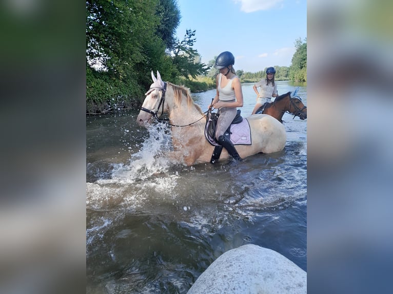 Lusitanos Mix Wallach 6 Jahre 165 cm in Haimhausen