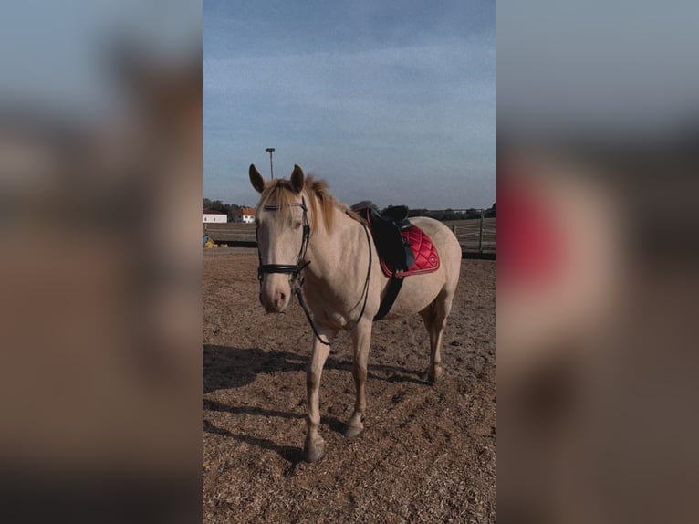 Lusitanos Mix Wallach 6 Jahre 165 cm in Haimhausen