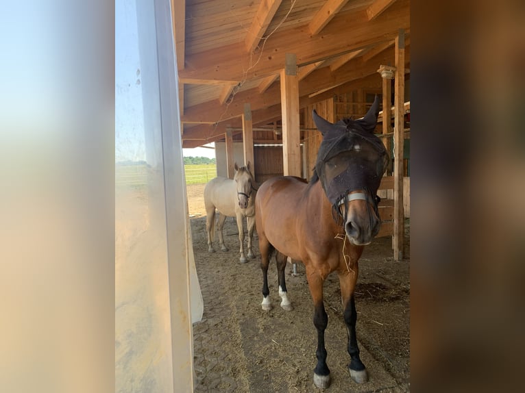 Lusitanos Mix Wallach 6 Jahre 165 cm in Haimhausen