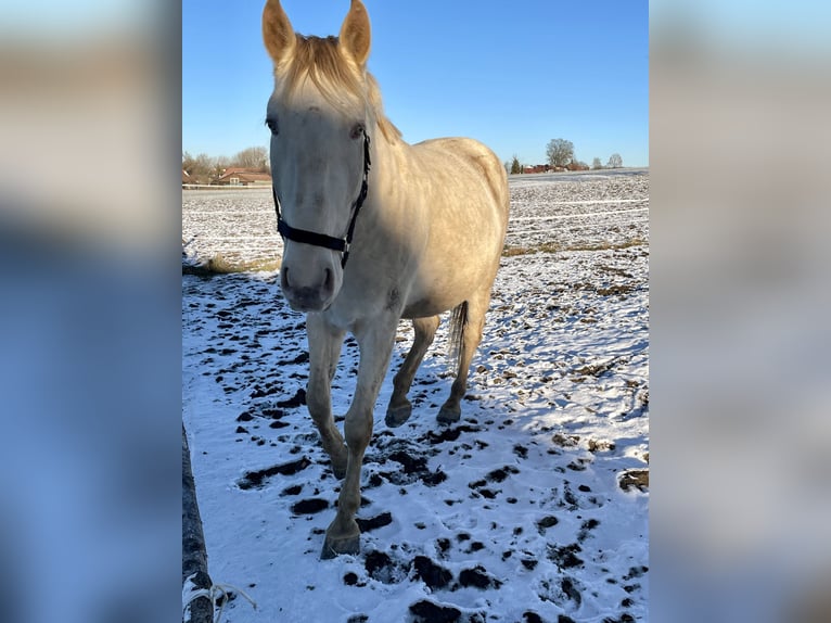 Lusitanos Mix Wallach 6 Jahre 165 cm in Haimhausen