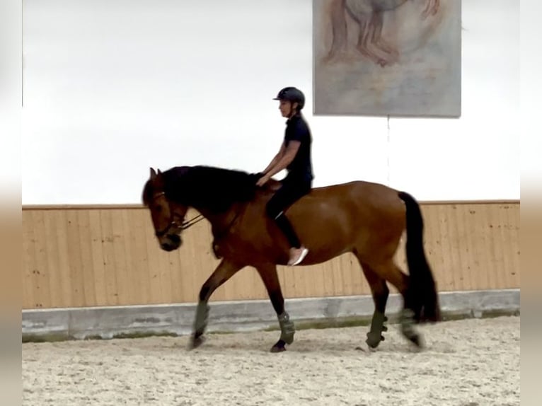 Lusitanos Wallach 6 Jahre 166 cm Brauner in Balingen