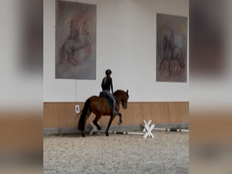Lusitanos Wallach 6 Jahre 166 cm Brauner in Balingen