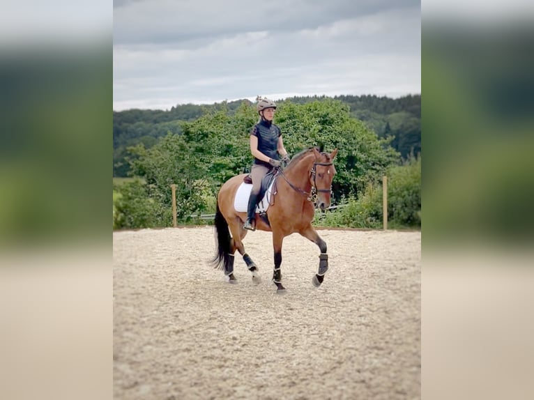 Lusitanos Wallach 6 Jahre 166 cm Brauner in Balingen