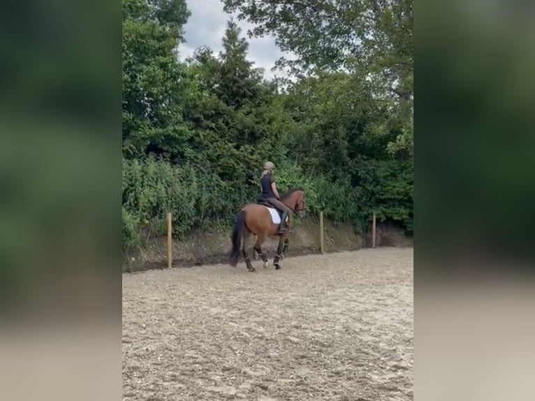 Lusitanos Wallach 6 Jahre 166 cm Brauner in Balingen