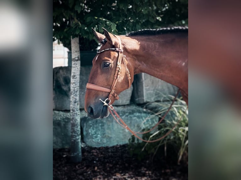 Lusitanos Wallach 6 Jahre 166 cm Brauner in Balingen