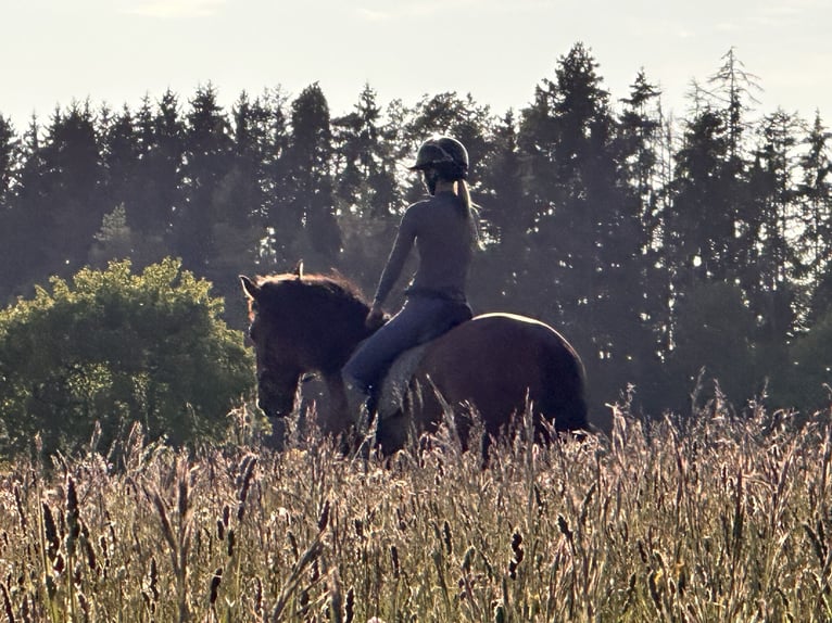 Lusitanos Wallach 6 Jahre 166 cm Brauner in Balingen