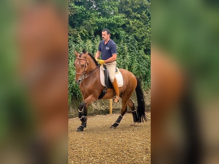 Lusitanos Wallach 6 Jahre 166 cm Brauner in Balingen