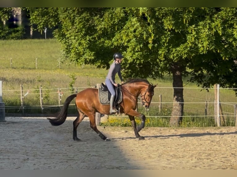 Lusitanos Wallach 6 Jahre 166 cm Brauner in Balingen