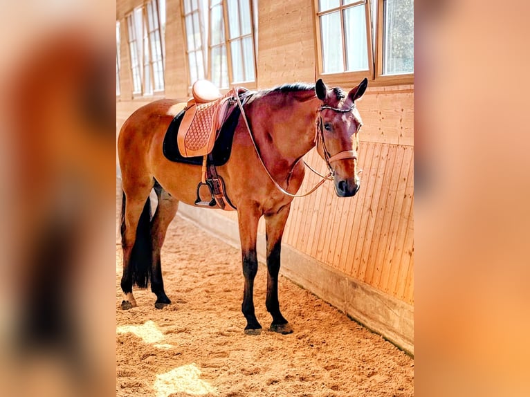 Lusitanos Wallach 6 Jahre 166 cm Brauner in Balingen