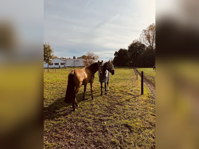 Lusitanos Wallach 6 Jahre 166 cm Falbe in Niederzier