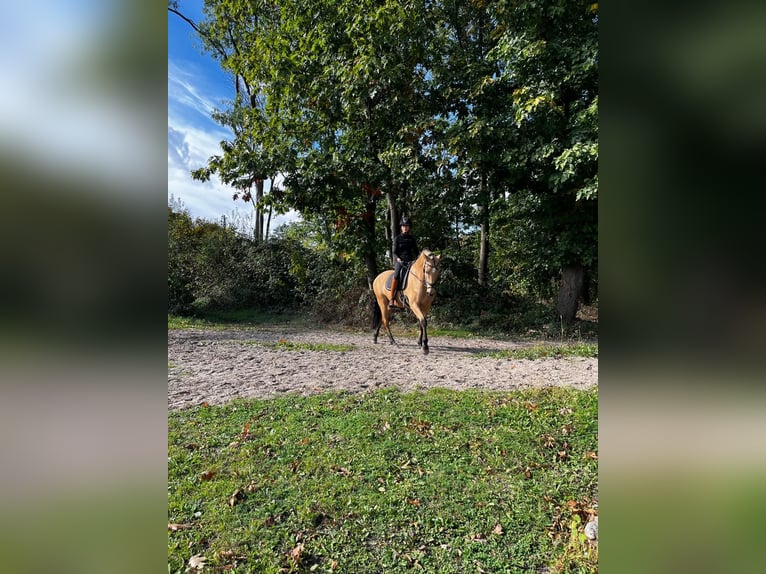 Lusitanos Wallach 6 Jahre 166 cm Falbe in Niederzier