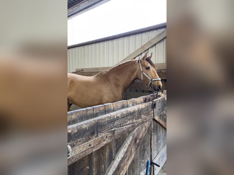 Lusitanos Wallach 6 Jahre 166 cm Falbe in Niederzier