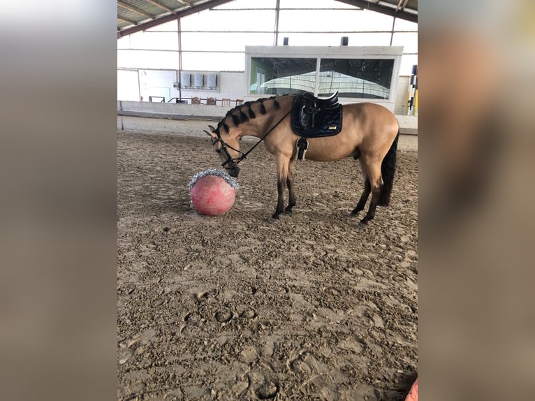 Lusitanos Wallach 6 Jahre 166 cm Falbe in Niederzier