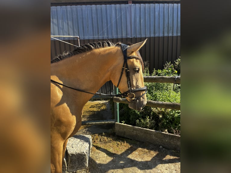 Lusitanos Wallach 6 Jahre 166 cm Falbe in Niederzier