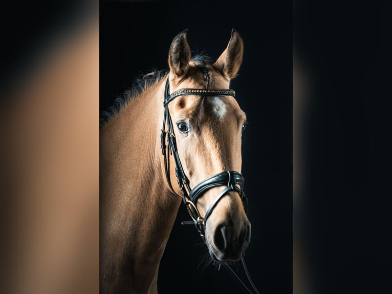 Lusitanos Wallach 6 Jahre 166 cm Falbe in Niederzier