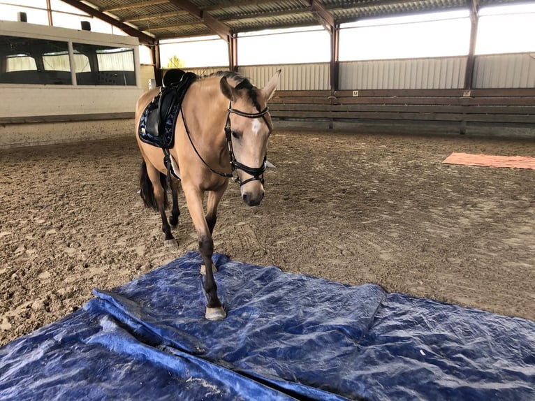 Lusitanos Wallach 6 Jahre 166 cm Falbe in Niederzier