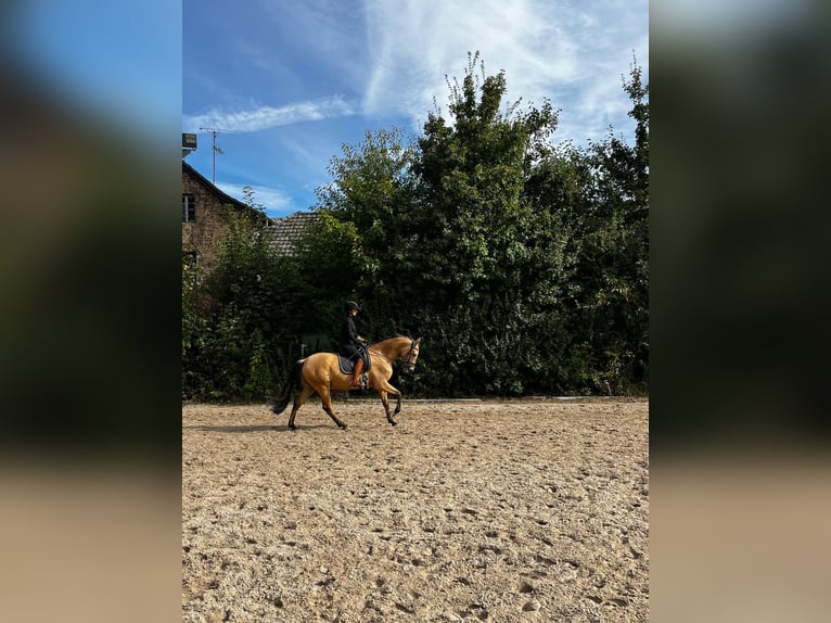 Lusitanos Wallach 6 Jahre 166 cm Falbe in Niederzier