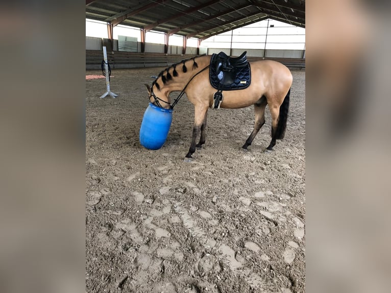 Lusitanos Wallach 6 Jahre 166 cm Falbe in Niederzier