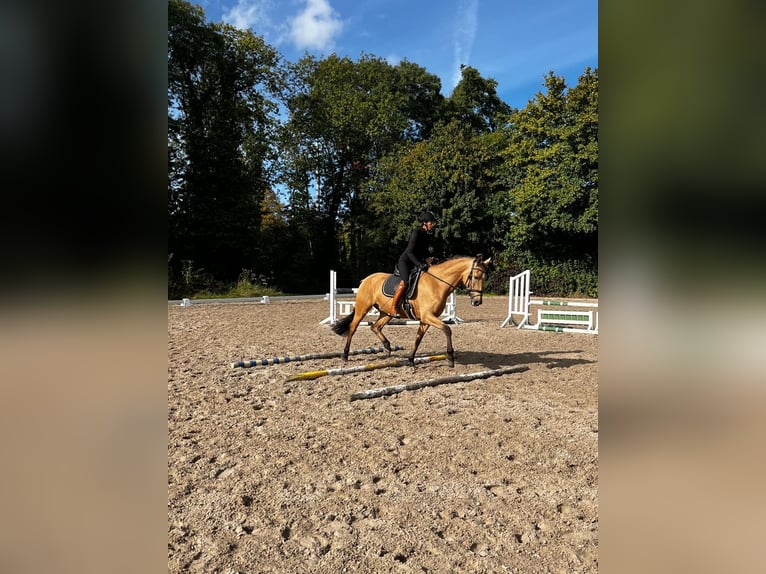 Lusitanos Wallach 6 Jahre 166 cm Falbe in Niederzier