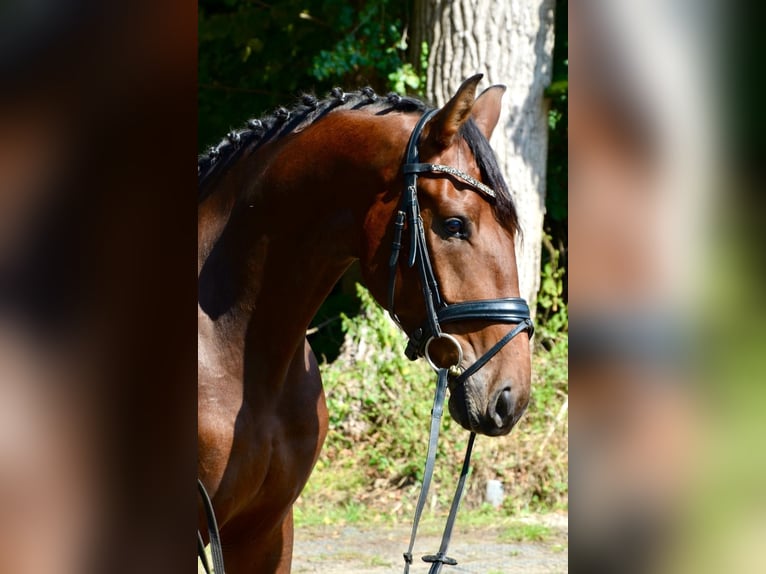 Lusitanos Mix Wallach 6 Jahre 167 cm Dunkelbrauner in Großefehn Ostgroßefehn