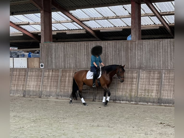 Lusitanos Mix Wallach 6 Jahre 167 cm Dunkelbrauner in Großefehn Ostgroßefehn
