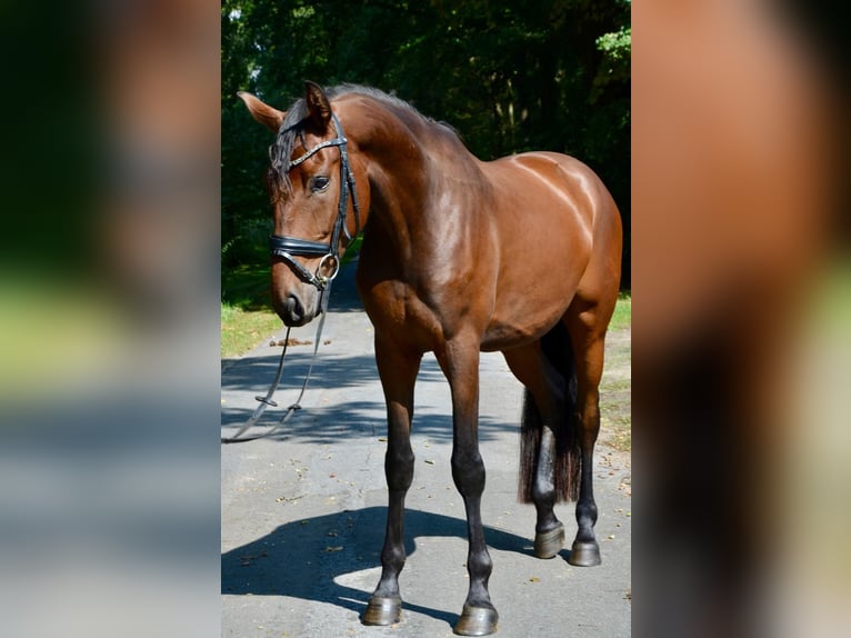 Lusitanos Mix Wallach 6 Jahre 167 cm Dunkelbrauner in Großefehn Ostgroßefehn