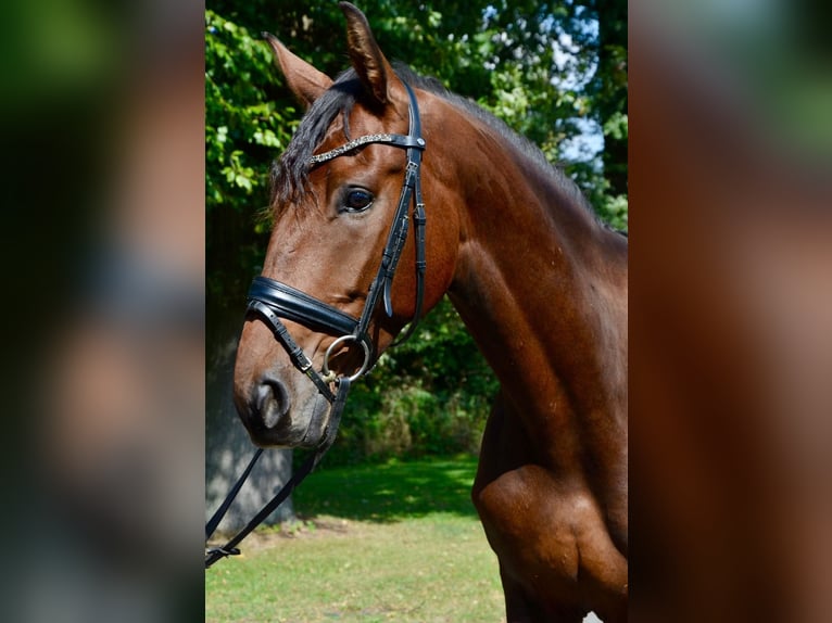Lusitanos Mix Wallach 6 Jahre 167 cm Dunkelbrauner in Großefehn Ostgroßefehn