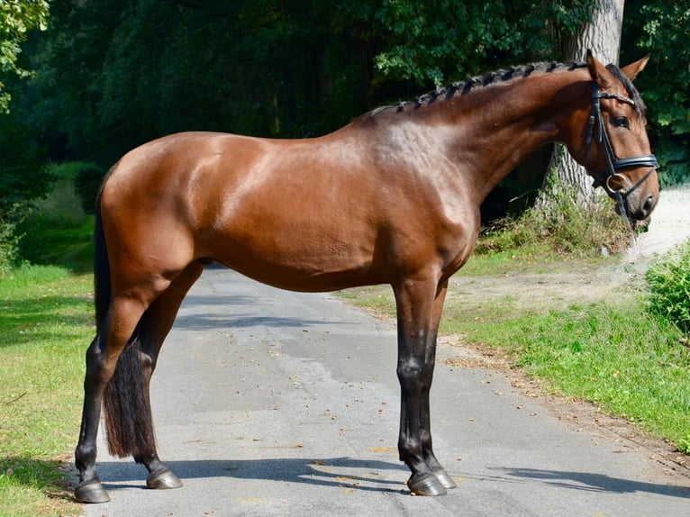 Lusitanos Mix Wallach 6 Jahre 167 cm Dunkelbrauner in Großefehn Ostgroßefehn