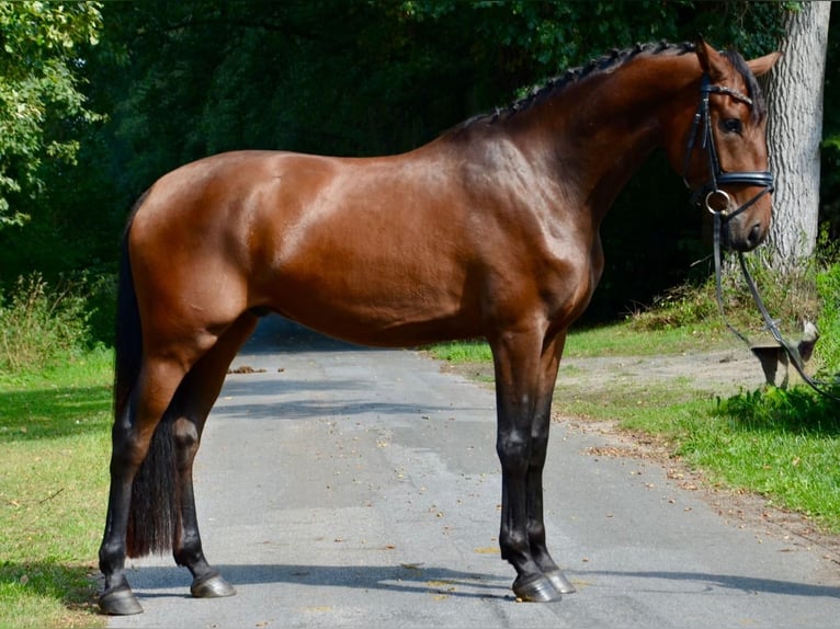 Lusitanos Mix Wallach 6 Jahre 167 cm Dunkelbrauner in Großefehn Ostgroßefehn