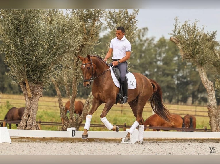 Lusitanos Wallach 6 Jahre 167 cm Fuchs in Cascais