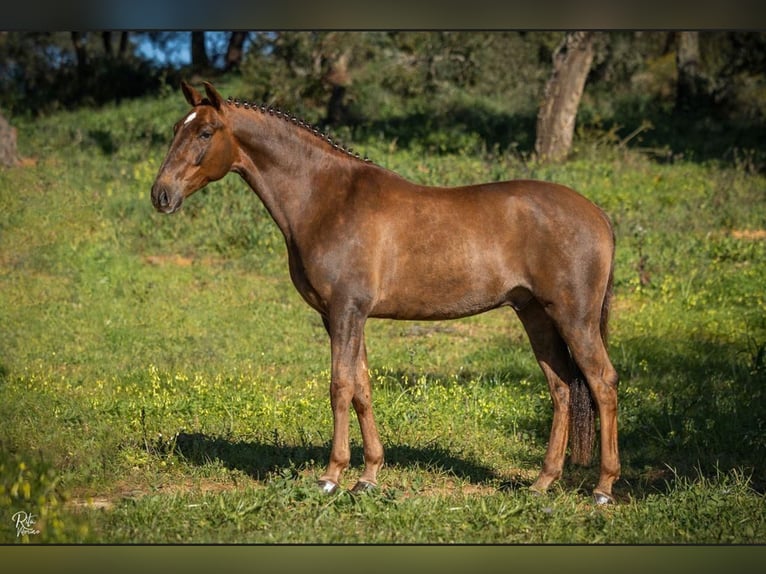 Lusitanos Wallach 6 Jahre 167 cm Fuchs in Cascais